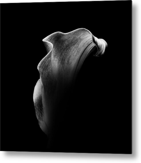 Black And White Metal Print featuring the photograph Calla Lily by Mayumi Yoshimaru