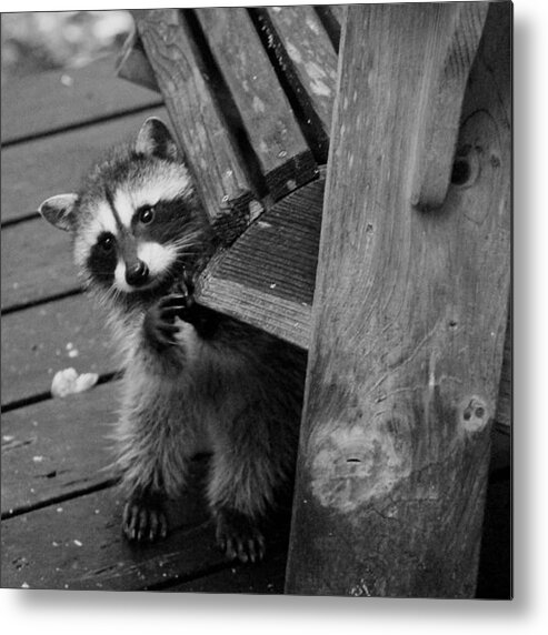 Mammals Metal Print featuring the photograph Can you keep my chair here? by Kym Backland