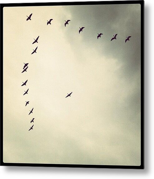 Clouds Metal Print featuring the photograph Canada Geese Against A Stormy Sky by Rachel Waters