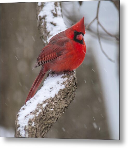 Cardinal Metal Print featuring the photograph Cardinal In The Snow by Cathy Kovarik