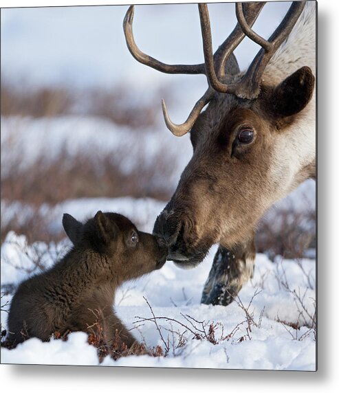 00782253 Metal Print featuring the photograph Caribou Mother Nuzzling Calf by Sergey Gorshkov
