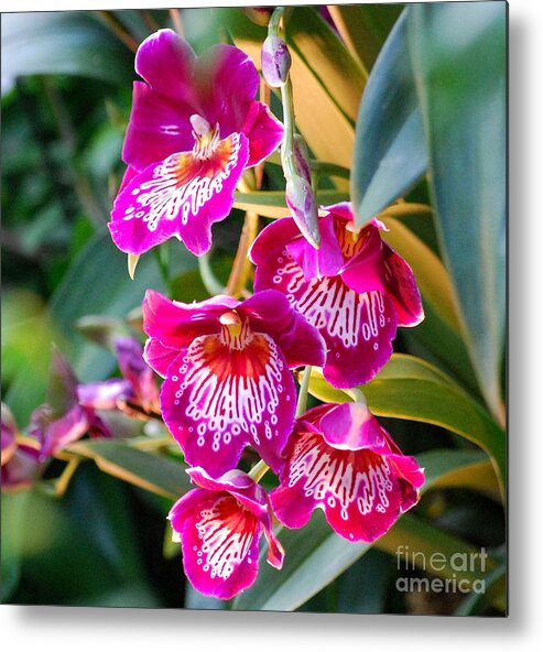 Orchid Metal Print featuring the photograph Carnivale Okika Orchids by Nancy Mueller