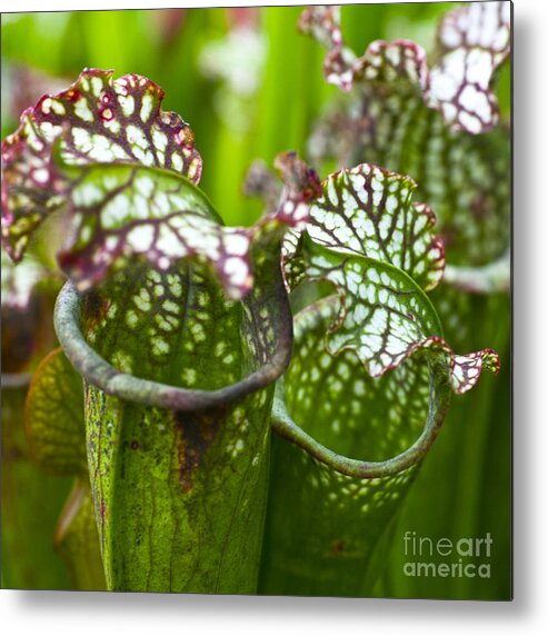 Flora Metal Print featuring the photograph Carnivorous plants by Heiko Koehrer-Wagner