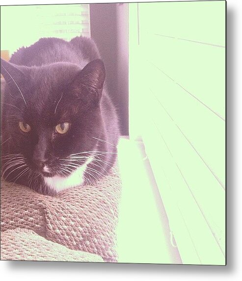 Petstagram Metal Print featuring the photograph #cat #cats #tagsforlikes #catsagram by Cody The Cat