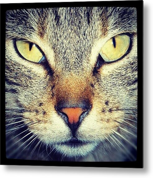 Petstagram Metal Print featuring the photograph Cat's Eyes by Emanuela Carratoni