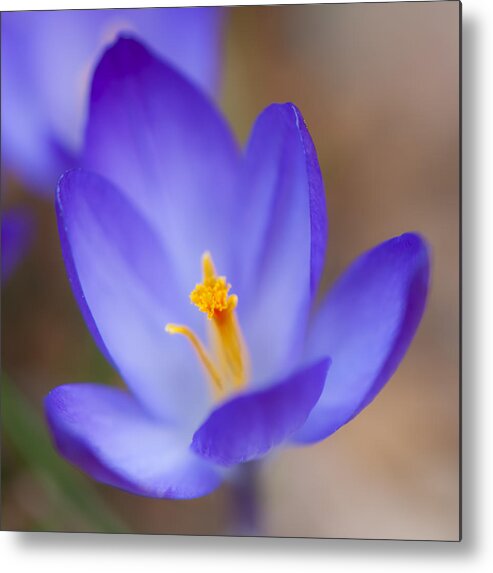 Crocus Metal Print featuring the photograph Center Of Attention by Jean-Pierre Ducondi