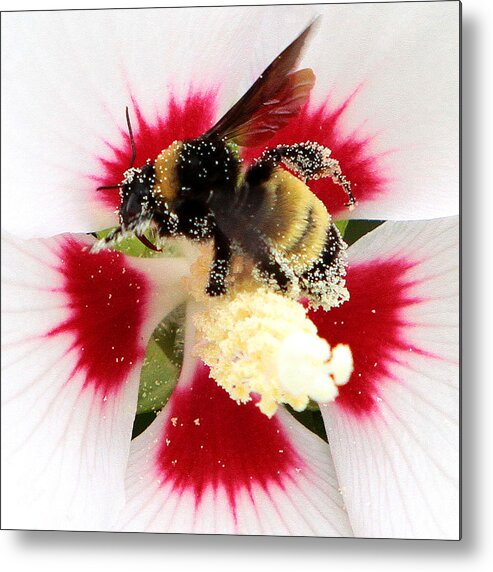 Bees Metal Print featuring the photograph Center of Attention by John Freidenberg