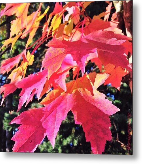 Red Metal Print featuring the photograph Changing Seasons Red Maple Leaves by Anna Porter
