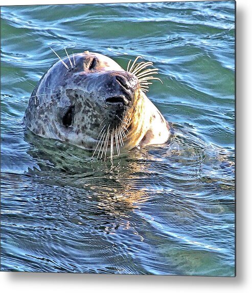 Cape Cod Metal Print featuring the photograph Chatham Seal by Constantine Gregory