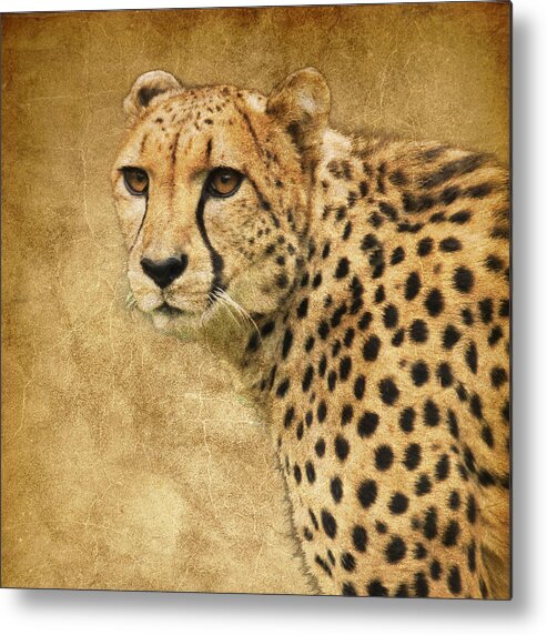 Cheetah Metal Print featuring the photograph Cheetah by Steve McKinzie