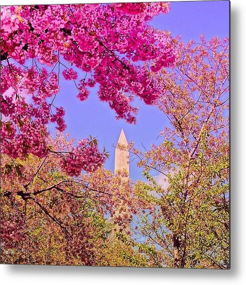 Beautiful Metal Print featuring the photograph Cherry Blossoms Dc Memorial. Can't by Priscilla Lupo