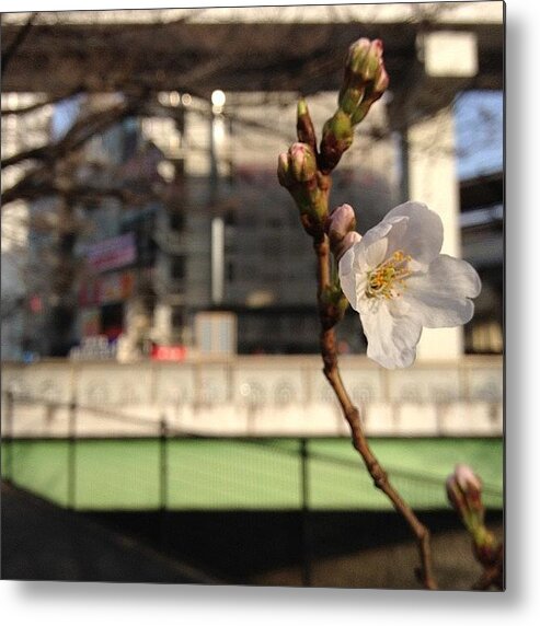 Cherryblossom Metal Print featuring the photograph #cherryblossom by Tokyo Sanpopo