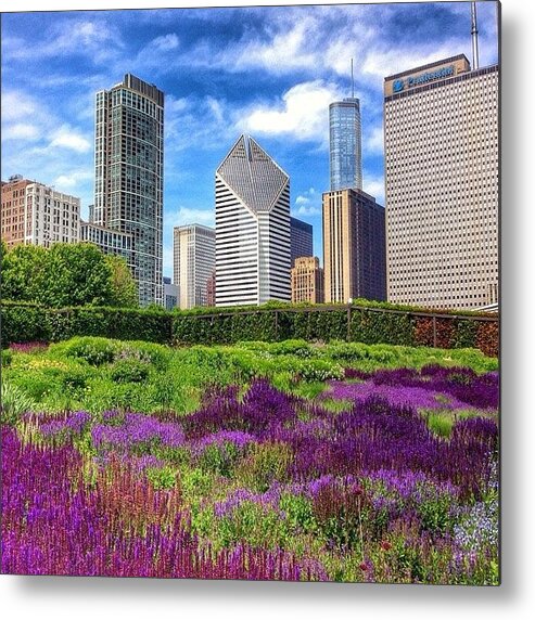 Beautiful Metal Print featuring the photograph Chicago Skyline At Lurie Garden by Paul Velgos