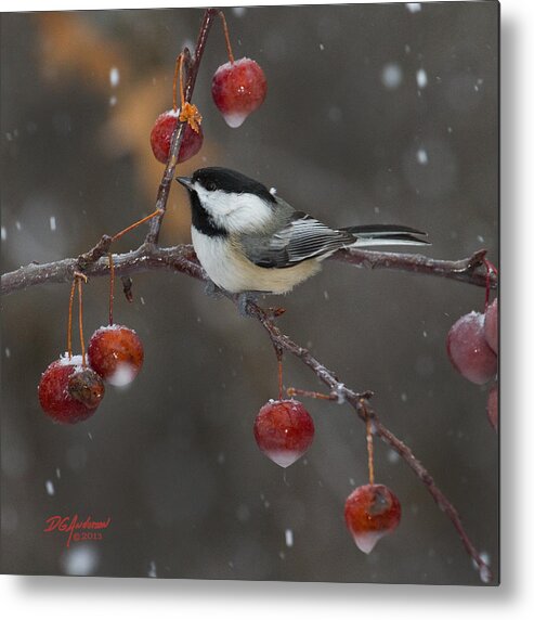 Chickadee Metal Print featuring the photograph Chickadee in the snow by Don Anderson