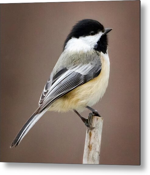 Black Capped Chickadee Metal Print featuring the photograph Chickadee Square by Bill Wakeley