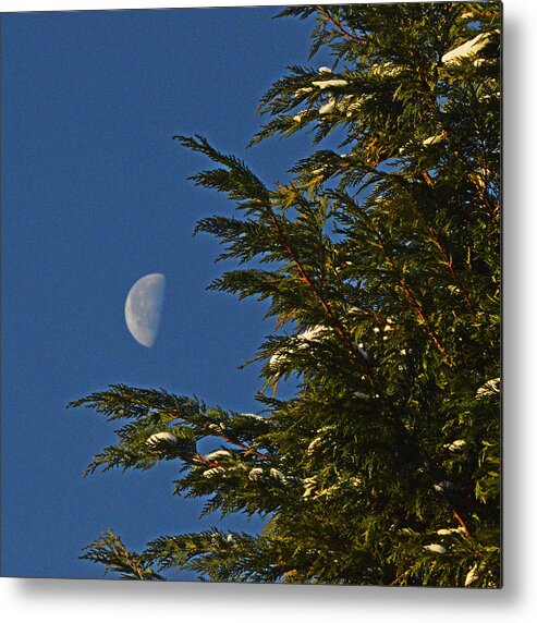 Christmas Metal Print featuring the photograph Christmas Moon Tree by Bill Swartwout