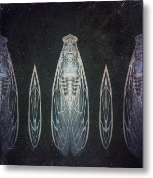 Mexturesapp Metal Print featuring the photograph Cicada  by Rachel Hooper