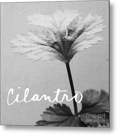 Cilantro Metal Print featuring the mixed media Cilantro by Linda Woods