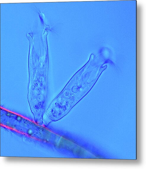 Aquatic Metal Print featuring the photograph Ciliate Protozoa by Marek Mis