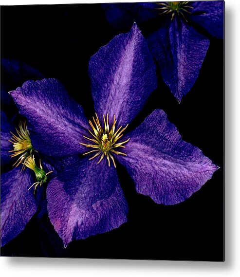 Clematis Metal Print featuring the photograph Clematis by Jamieson Brown