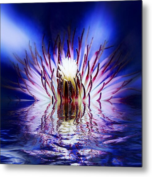 Clematis Metal Print featuring the photograph Clematis Rising by Nick Kloepping