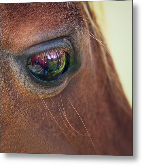 Horse Metal Print featuring the photograph Close-up Of A Horse Eye by Elisa Voros