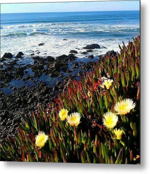 Scenery Metal Print featuring the photograph Coastal Flowers by CML Brown