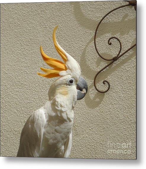 Cocky Metal Print featuring the photograph Cocky Too by Barbie Corbett-Newmin