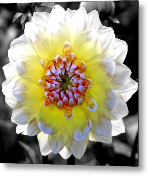 Flowers Metal Print featuring the photograph Colorwheel by Karen Wiles