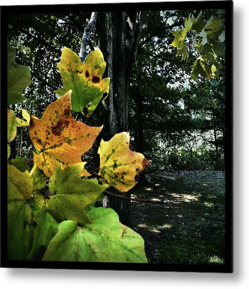 Landscape Metal Print featuring the photograph Coming of Fall by Al Harden