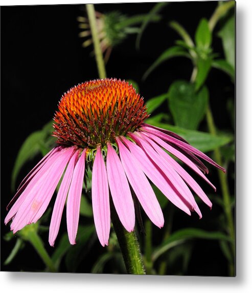 Cone Flower Metal Print featuring the photograph Cone Flower by David Armstrong