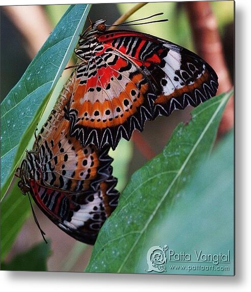 Butterfly Metal Print featuring the photograph #couples #love #macro #closeup by Patta Vangtal