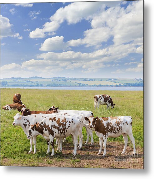 Cows Metal Print featuring the photograph Cows in pasture by Elena Elisseeva