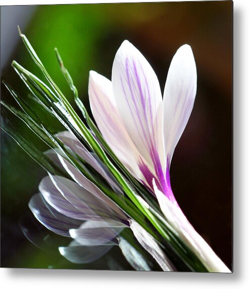 Crocus Metal Print featuring the photograph Crocus Reflections 2 by Andrea Lazar