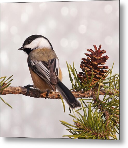 Black-capped Chickadee Metal Print featuring the photograph Curious as Ever by Leda Robertson