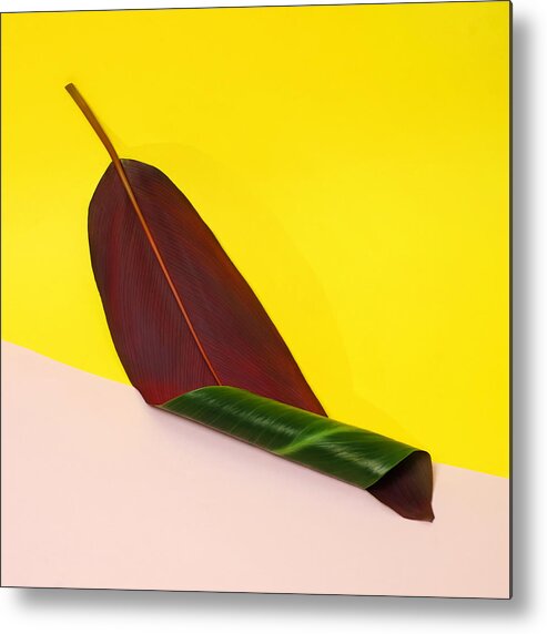 Yellow Metal Print featuring the photograph Curled Banana Leaf On Color Blocked by Juj Winn