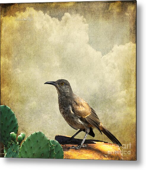 Bird Metal Print featuring the photograph Curved Bill Thrasher by Karen Slagle