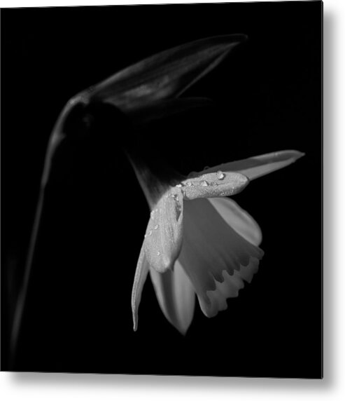 Daffodil Metal Print featuring the photograph Daffodil by Nigel R Bell