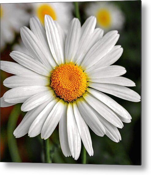 Daisy Metal Print featuring the photograph Daisy by CarolLMiller Photography