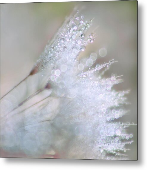 Dandelion Metal Print featuring the photograph Dandelion Bling Bokeh by Peggy Collins