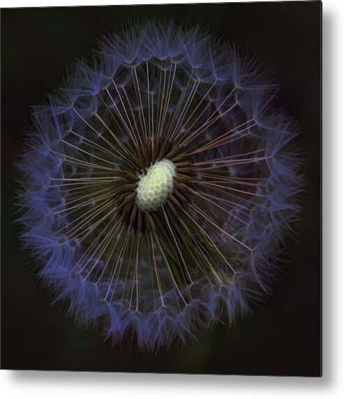 Dandelion Metal Print featuring the photograph Dandelion Nebula by Kathy Clark
