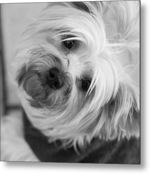 Dog Metal Print featuring the photograph December Walk by Miguel Winterpacht