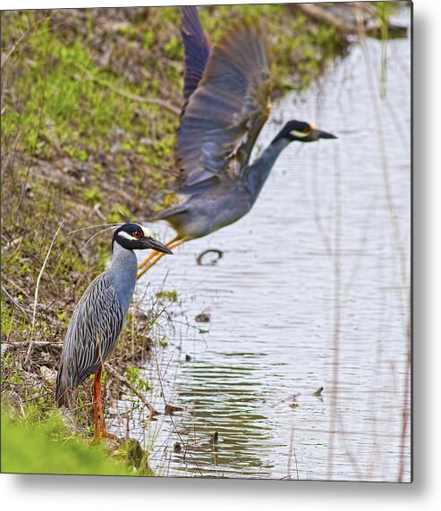 Yellow-crowned Night Heron Metal Print featuring the photograph Decisions by Gary Holmes