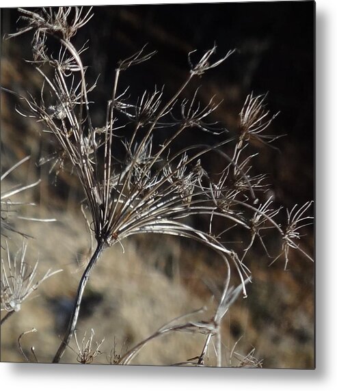 Flower Metal Print featuring the photograph Delicate by Catherine Arcolio