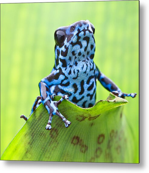 Frog Metal Print featuring the photograph Dendrobates pumilio Colubre by Dirk Ercken