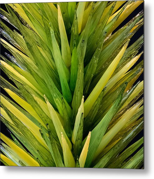 Glass Metal Print featuring the photograph Desert Tree by Glenn DiPaola