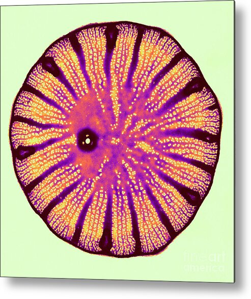 Diatom Metal Print featuring the photograph Diatom, Cyclotella Meneghiniana by Biophoto Associates