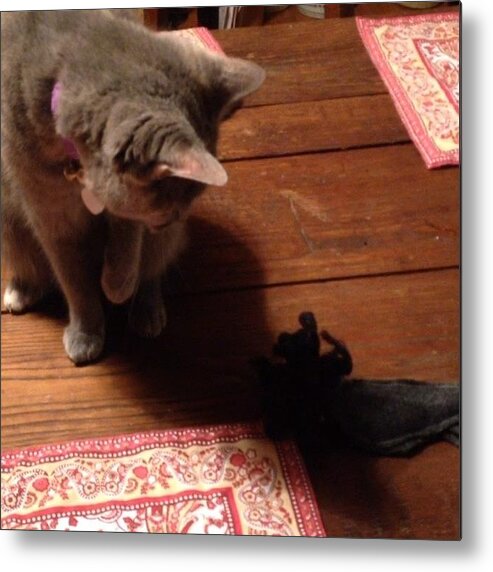 Cat Metal Print featuring the photograph Did Someone Say #catnip #mouse Oh My! by Teresa Mucha
