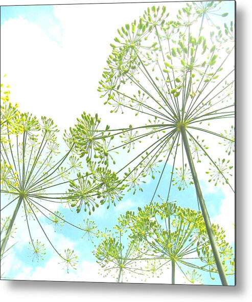 Photograph Metal Print featuring the photograph Dill Garden by Tracy Male