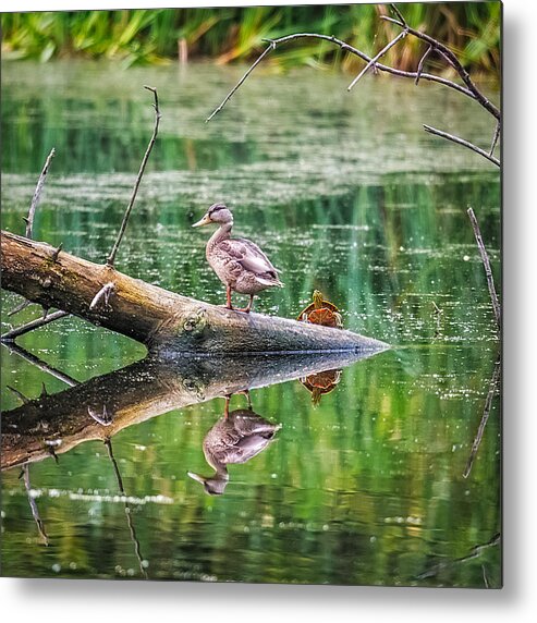 Reflection Metal Print featuring the photograph Does This Make My Tail Look Big by Paul Freidlund